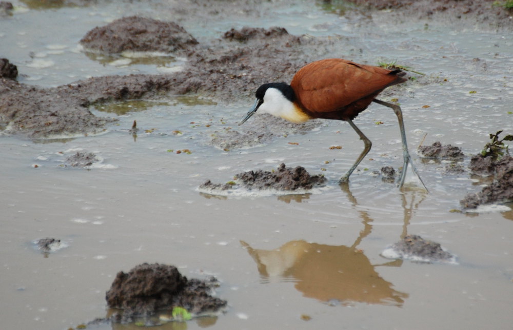 Tanzania - Jacana africana (Actophilornis africanus